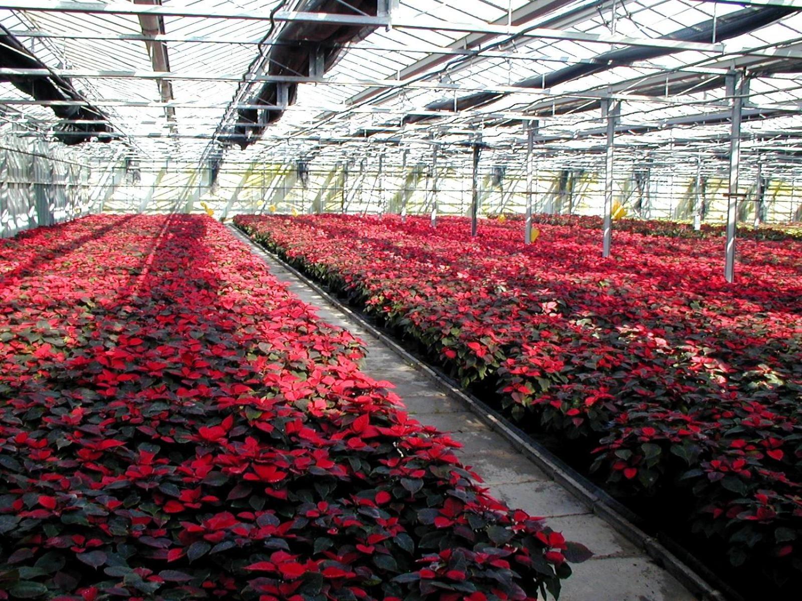 Societa Agricola Mg Florplant Villa Francavilla Marittima ภายนอก รูปภาพ
